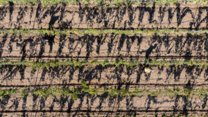Cantina Contini 1898 Vigne Caombus Stagno di Cabras - Vendemmia Vernaccia