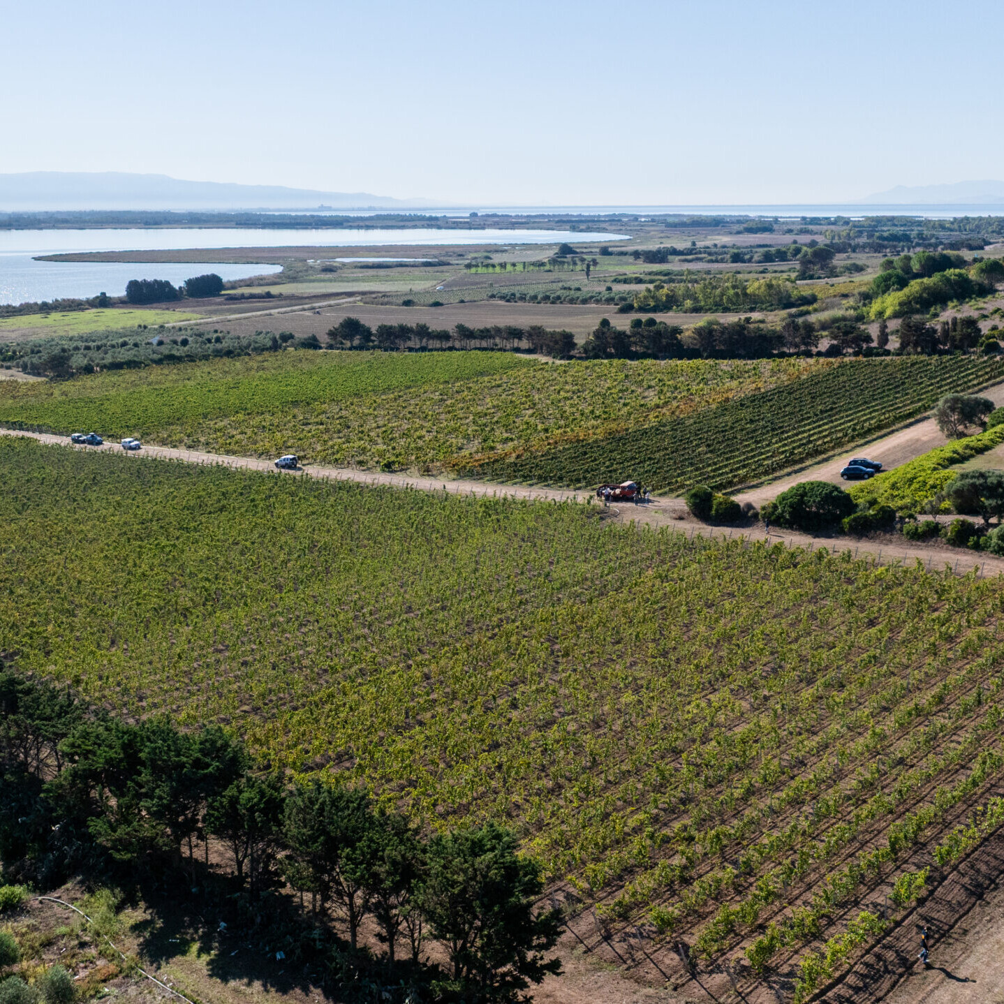 Cantina Contini 1898 Vigne Caombus Stagno di Cabras