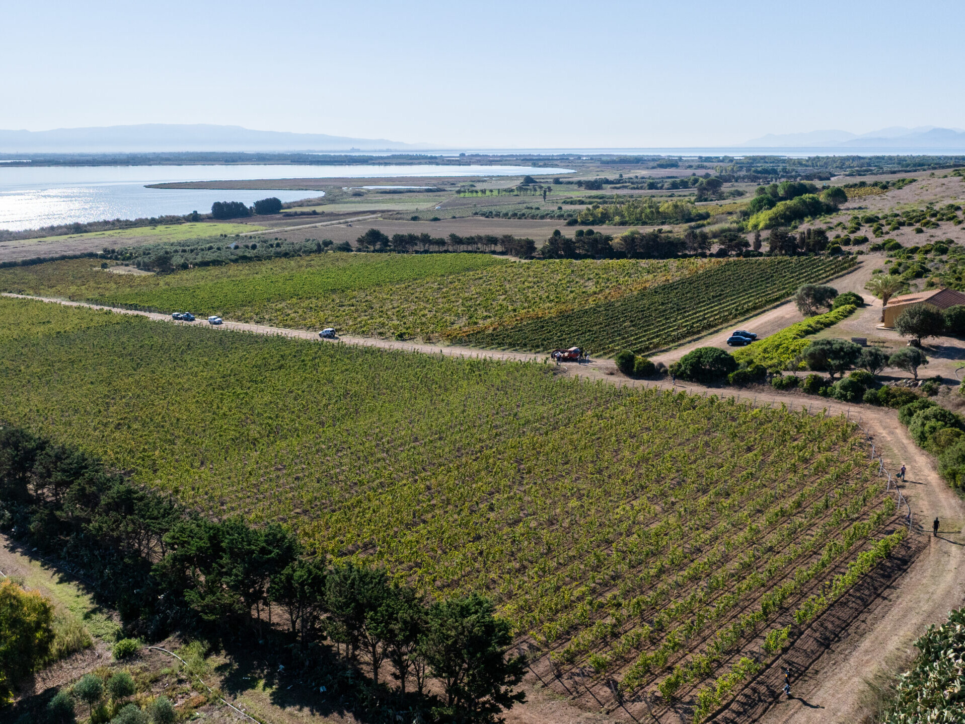 Cantina Contini 1898 Vigne Caombus Stagno di Cabras