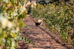 Cantina Contini 1898 Vigne Caombus Stagno di Cabras - Vendemmia Vernaccia
