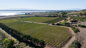 Vigne Contini sullo Stagno di Cabras in Sardegna